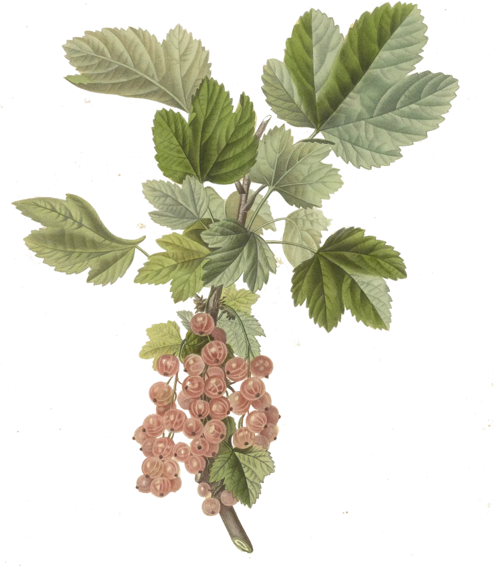 Groseillier - 'Gloire des salons / Rose de Champagne' (Conteneur 1,5l - 1 an)