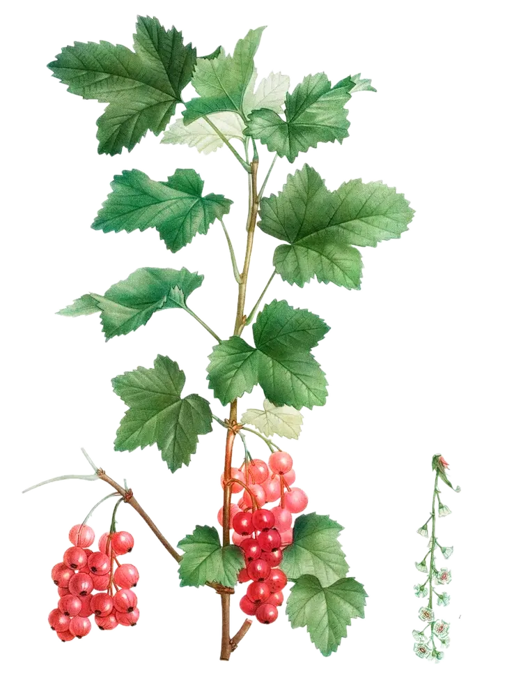 Groseillier - 'Junifer' (Conteneur 1,5l - 1 an)