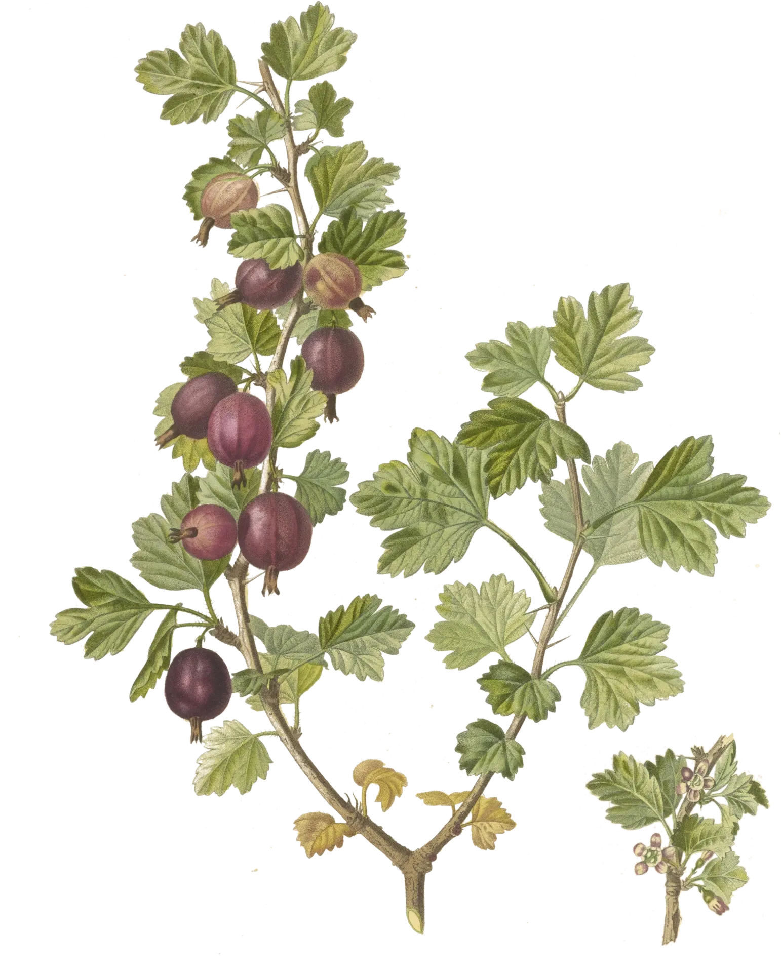 Groseillier à maquereau  - 'Captivator'