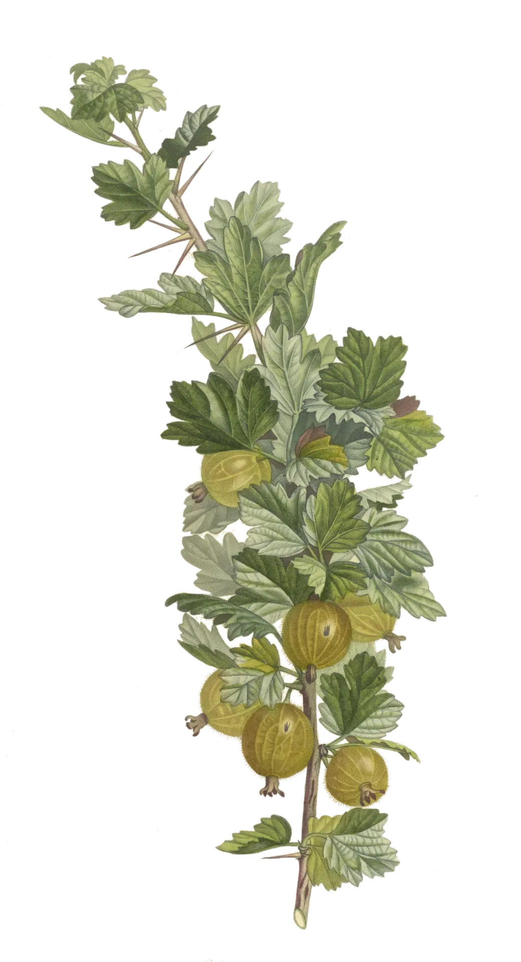 Groseillier à maquereau  - 'Hinnonmäki jaune' (Conteneur 1,5l - 1 an)