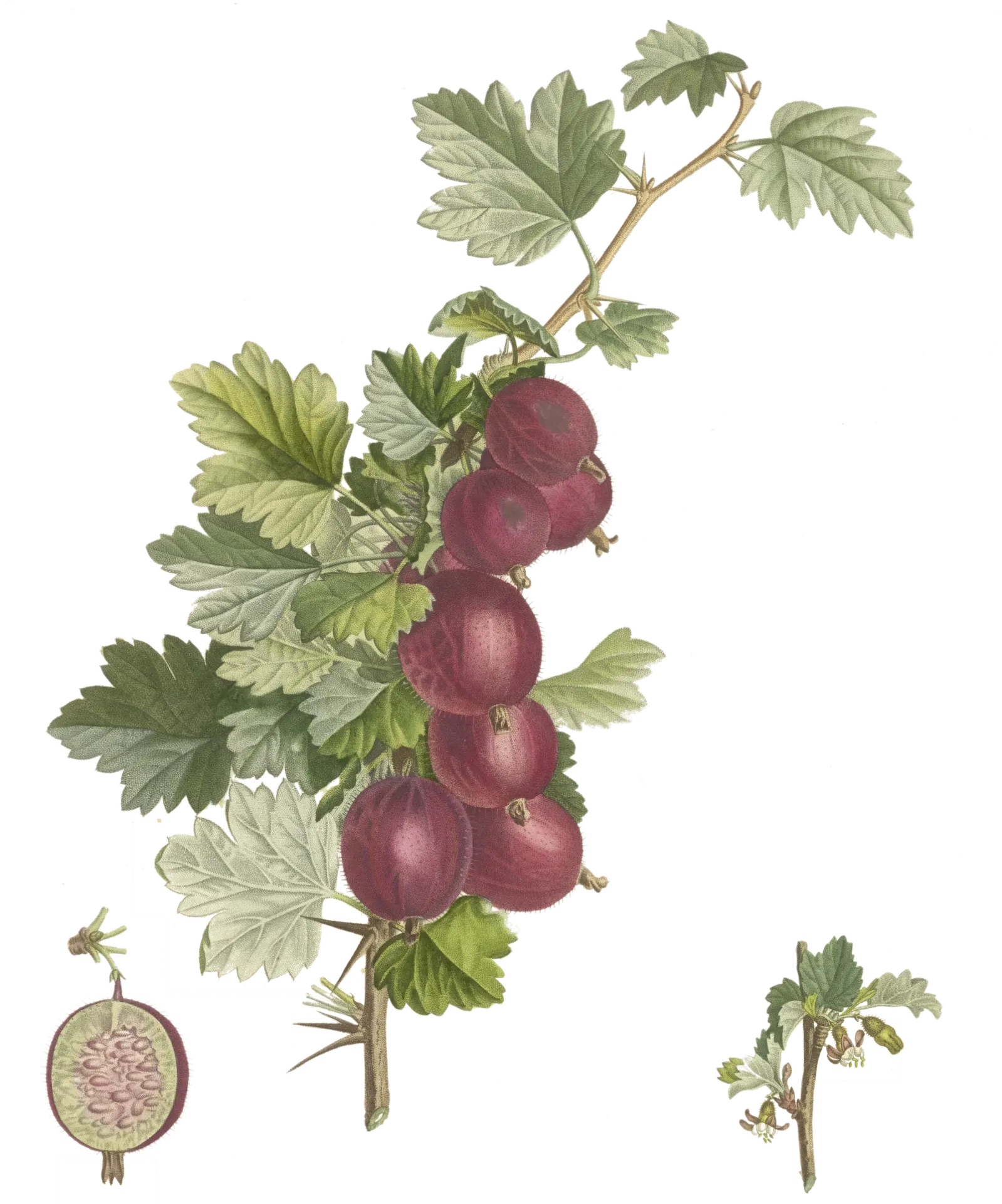 Groseillier à maquereau  - 'Hinnonmäki rouge' (Conteneur 1,5l - 1 an)