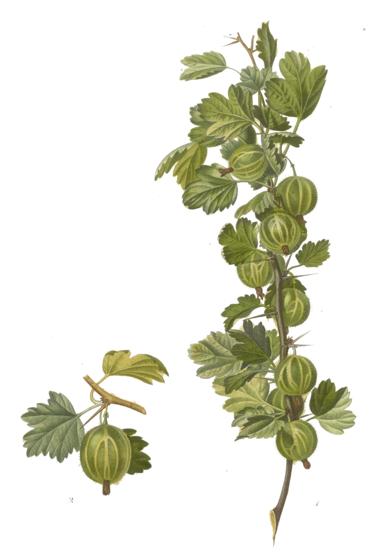 Groseillier à maquereau  - 'Hinnonmäki vert'