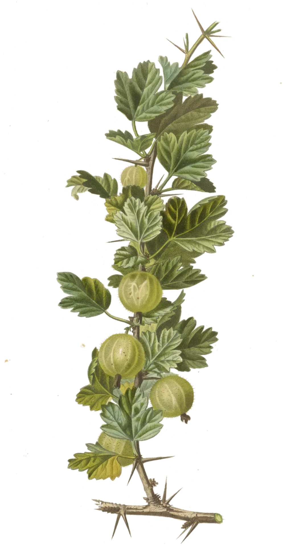 Groseillier à maquereau  - 'Varianta'