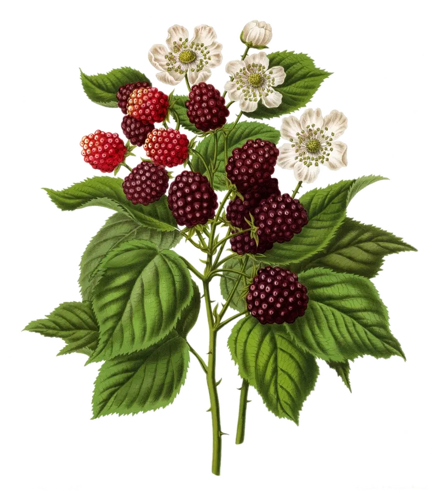 Framboisier - 'Lloyd george' - NR