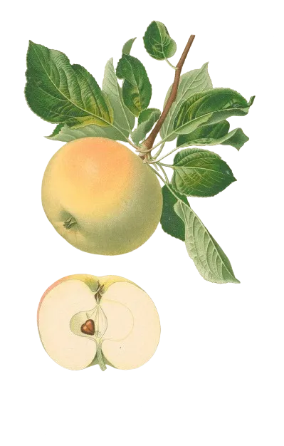 Pommier - 'Blandurette' (Franc (Bittenfelder), Scion 1 an)