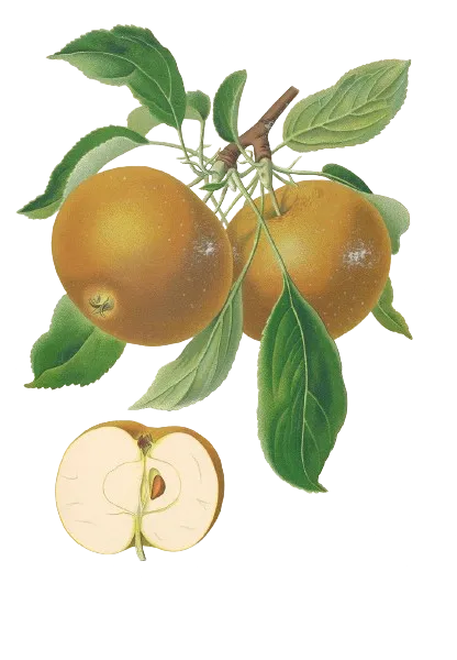 Pommier - 'Patte de Loup' (Franc (Bittenfelder), Scion 1 an)