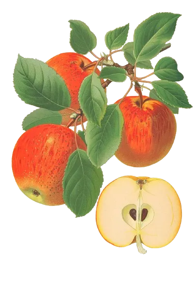 Pommier - 'Pomme bannane' (Franc (Bittenfelder), Scion 1 an)