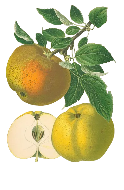 Pommier - 'Reinette Clochard' (Franc (Bittenfelder), Scion 1 an)