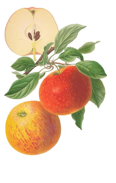 Pommier - 'Rochetaude / Rochetoune' (Franc (Bittenfelder), Scion 1 an)