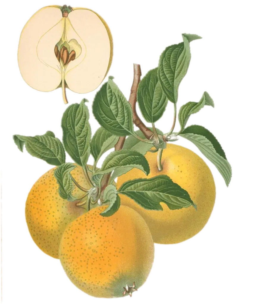 Pommier - 'Reinette Ananas' (Franc (Bittenfelder), Scion 1 an)