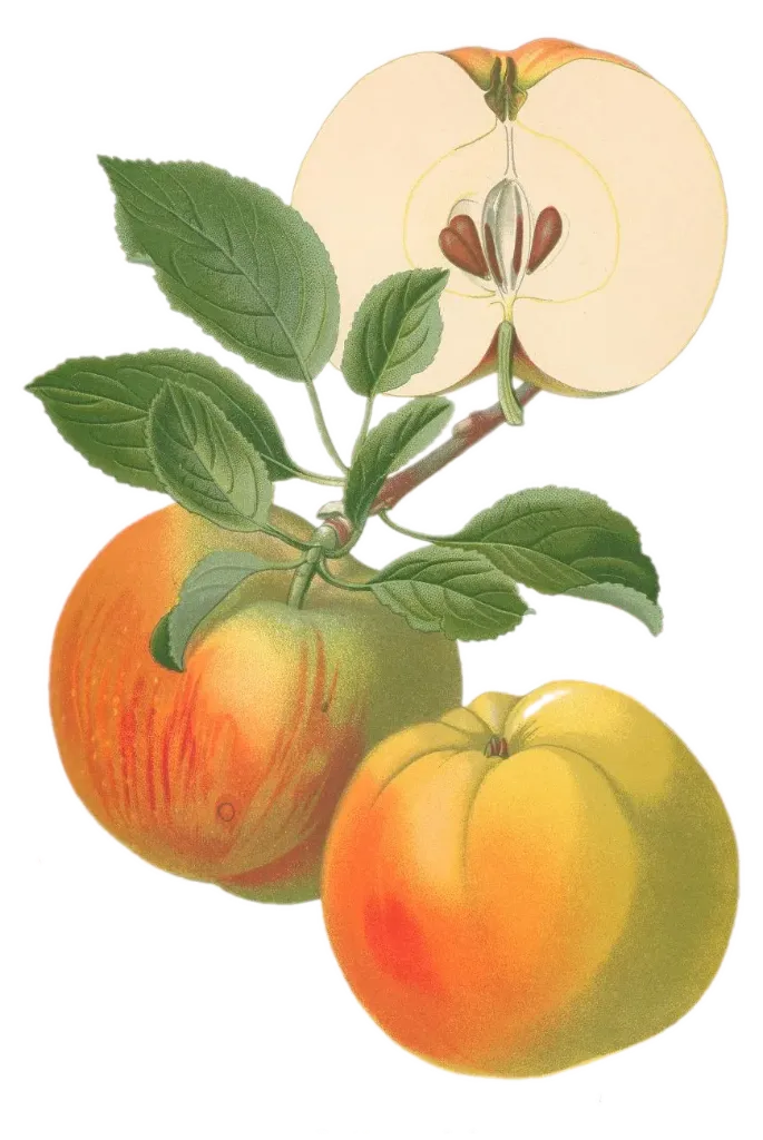 Pommier - 'Winter banana / Calvile Blanc du roi)' (Franc (Bittenfelder), Scion 1 an)