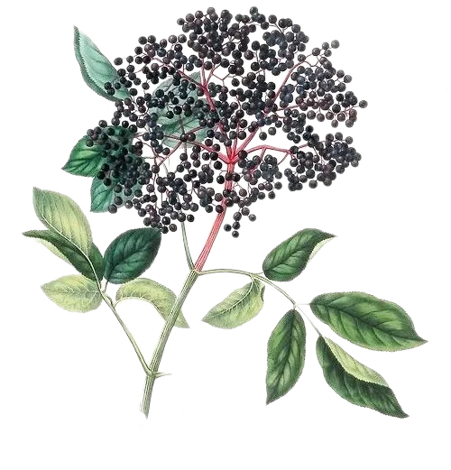 Sureau - 'Black Beauty Sureau' - 'Haidegg 17'