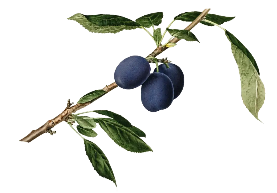 AM Prunier - 'Pogauner/Damson'