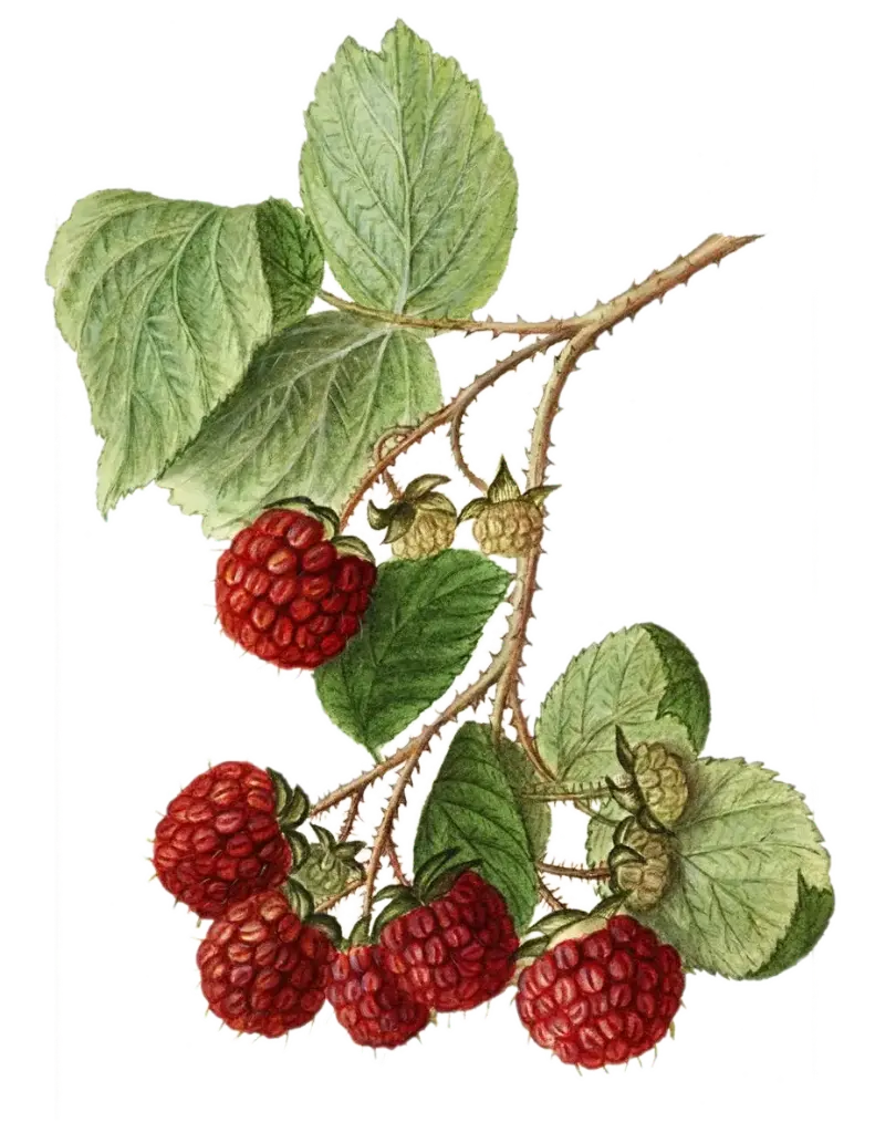 Ronce framboise - 'Dorman Red' (Conteneur 1,5l - 1 an)