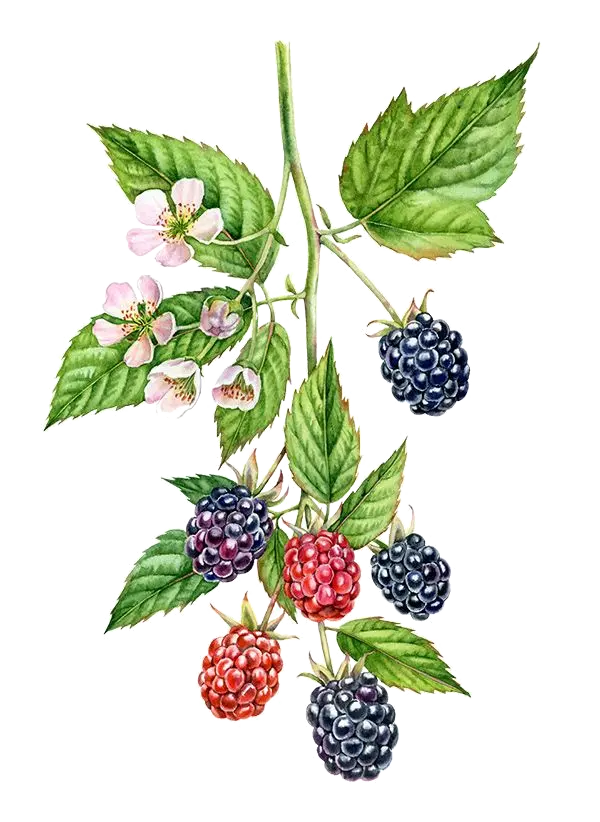 Ronce sans-épine (mure) - 'Lockness'