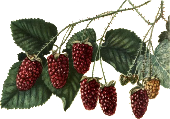 Mûroise - 'Tummleberry'